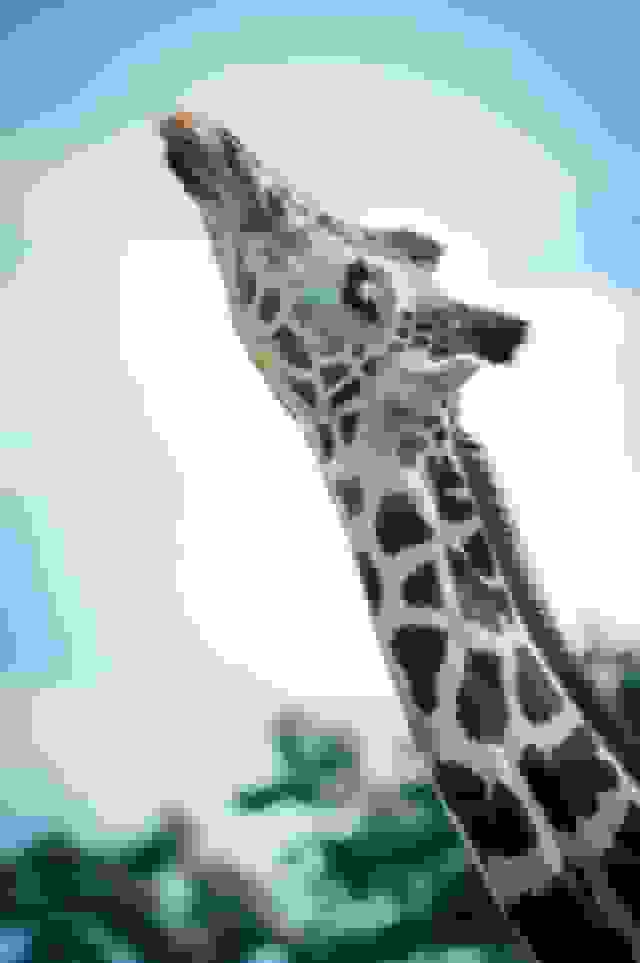 long neck example with a giraffe