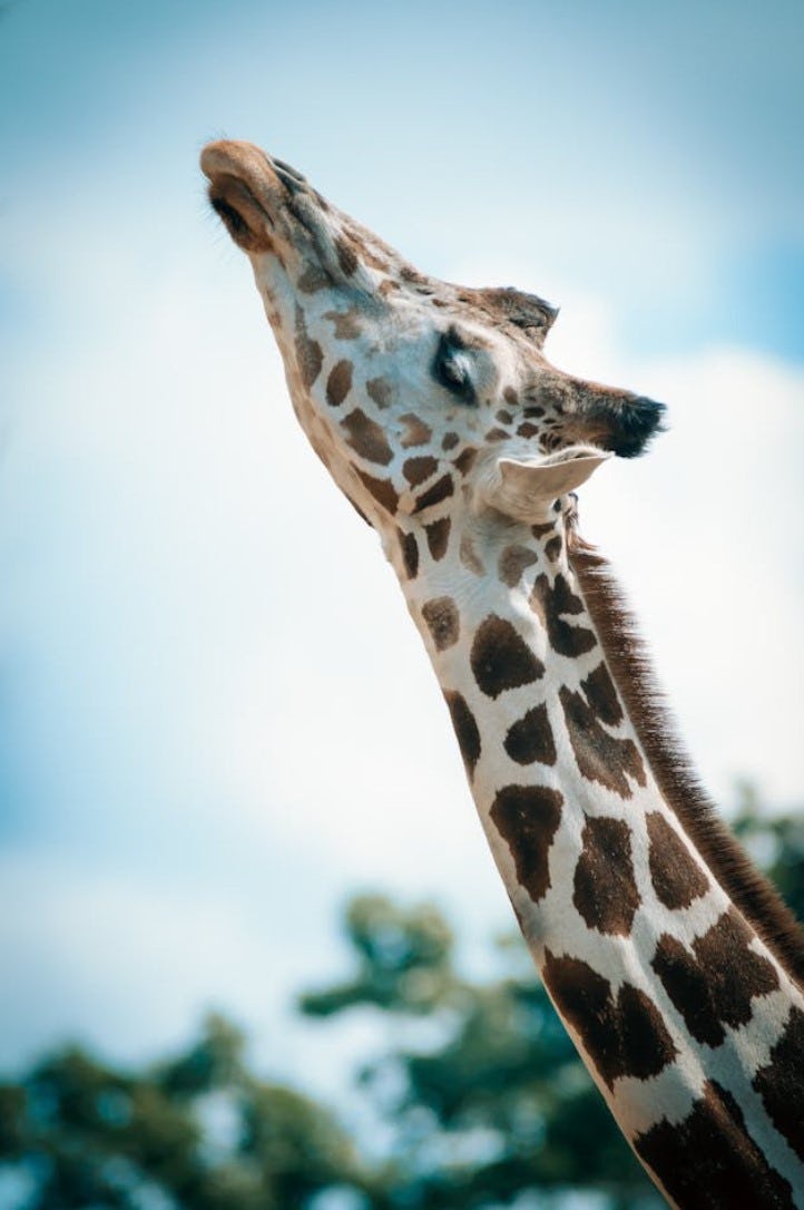 long neck example with a giraffe